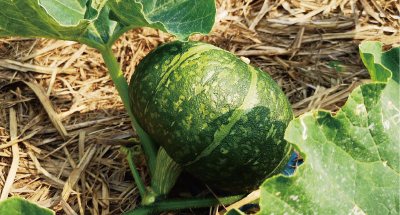 大城野菜生産農園加工所